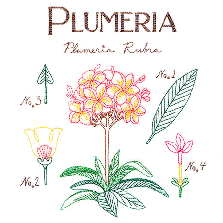 Botanical Illustrations - Plumeria