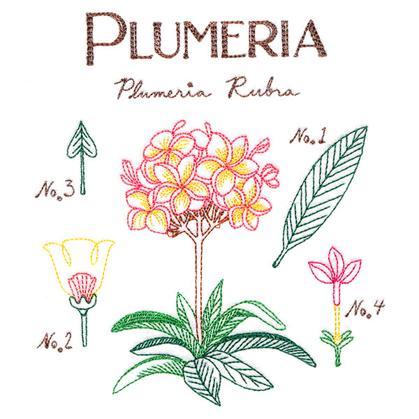 Botanical Illustrations - Plumeria
