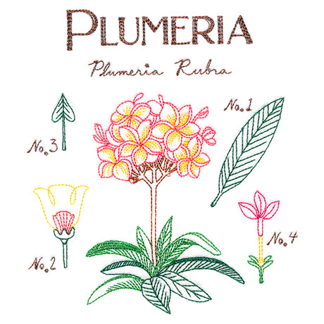 Botanical Illustrations - Plumeria