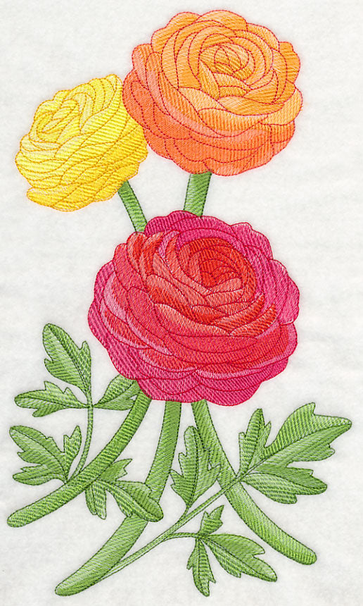 Radiant Ranunculus 1