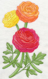 Radiant Ranunculus 1
