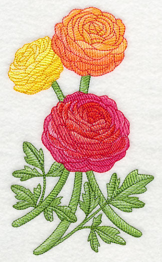 Radiant Ranunculus 1