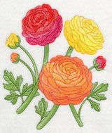 Radiant Ranunculus 2