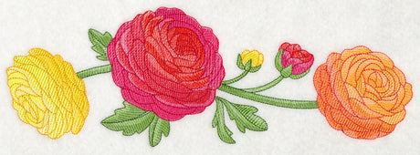 Radiant Ranunculus Border