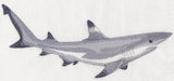 Black-Tipped Reef Shark Sketch