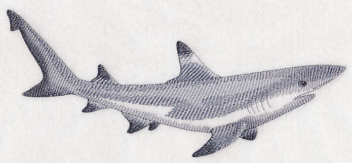 Black-Tipped Reef Shark Sketch