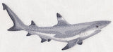 Black-Tipped Reef Shark Sketch