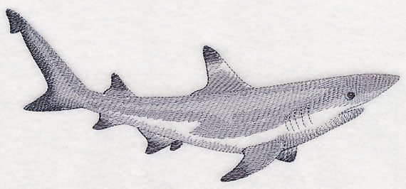 Black-Tipped Reef Shark Sketch