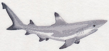 Black-Tipped Reef Shark Sketch