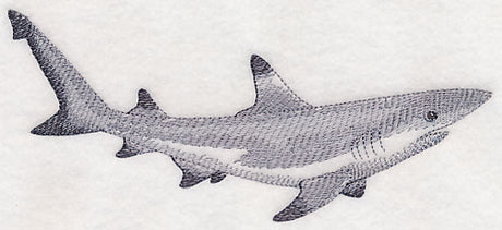 Black-Tipped Reef Shark Sketch