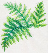 Ferns in Watercolor