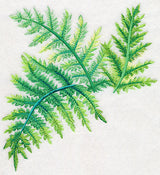 Ferns in Watercolor