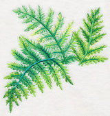 Ferns in Watercolor