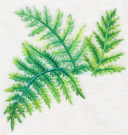 Ferns in Watercolor