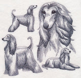 Afghan Hound Sketch