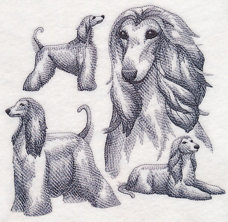 Afghan Hound Sketch