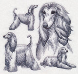 Afghan Hound Sketch