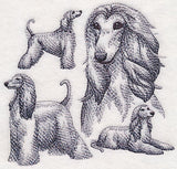 Afghan Hound Sketch