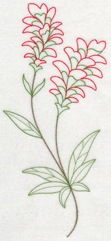 Indian Paintbrush (Vintage)