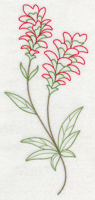 Indian Paintbrush (Vintage)