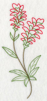 Indian Paintbrush (Vintage)