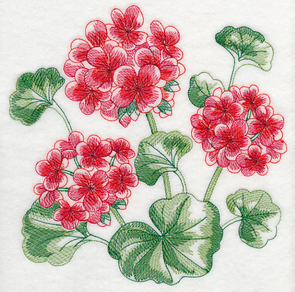 Geranium Sketch