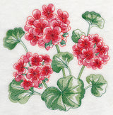 Geranium Sketch