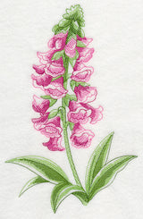 Foxglove Beauty