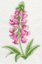 Foxglove Beauty