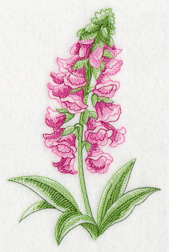 Foxglove Beauty
