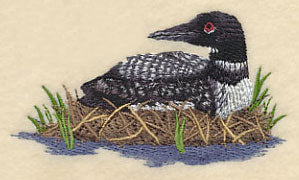 Loons on the Shore