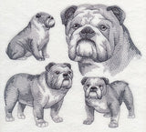 English Bulldog Sketch