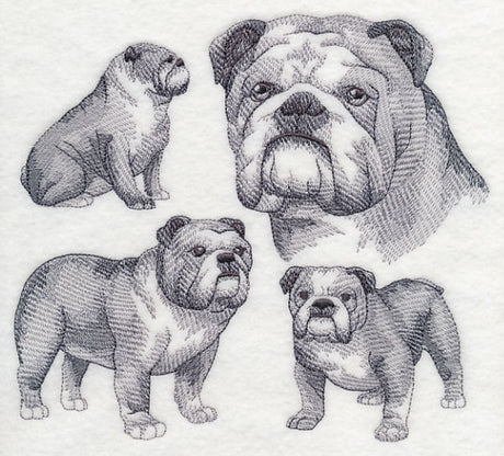 English Bulldog Sketch