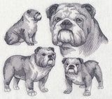 English Bulldog Sketch
