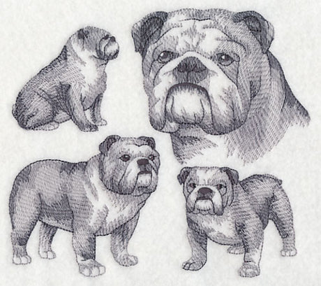 English Bulldog Sketch