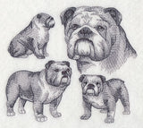 English Bulldog Sketch