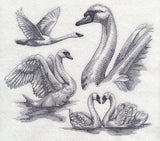 Swan Sketch