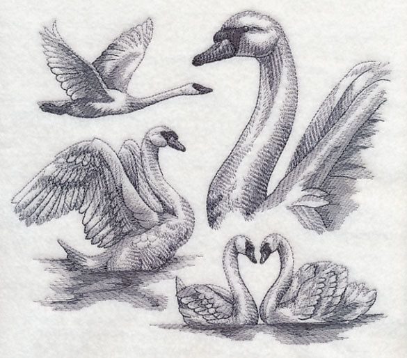 Swan Sketch