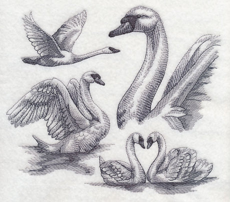 Swan Sketch