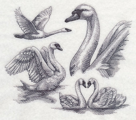 Swan Sketch