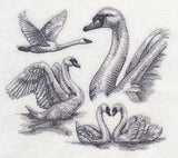 Swan Sketch