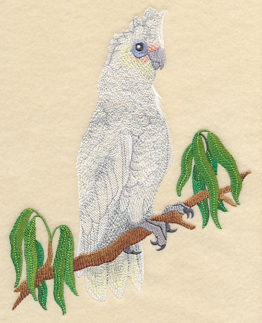 Little Corella