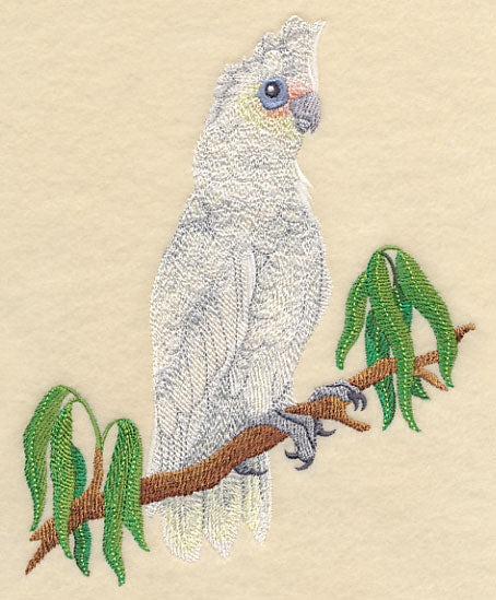 Little Corella