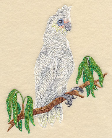 Little Corella