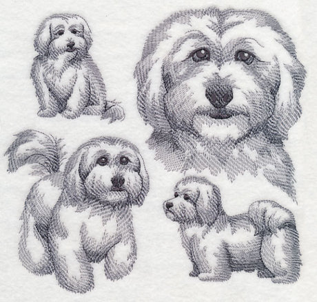 Coton De Tulear Sketch