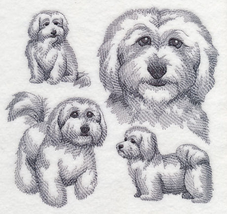 Coton De Tulear Sketch