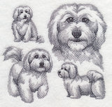 Coton De Tulear Sketch