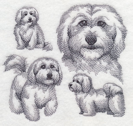 Coton De Tulear Sketch