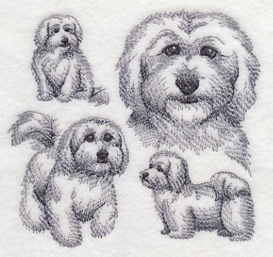 Coton De Tulear Sketch