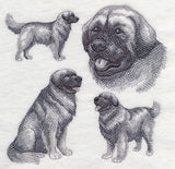 Leonberger Sketch